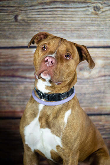 Tony, an adoptable Pit Bull Terrier Mix in Eagle, ID_image-6