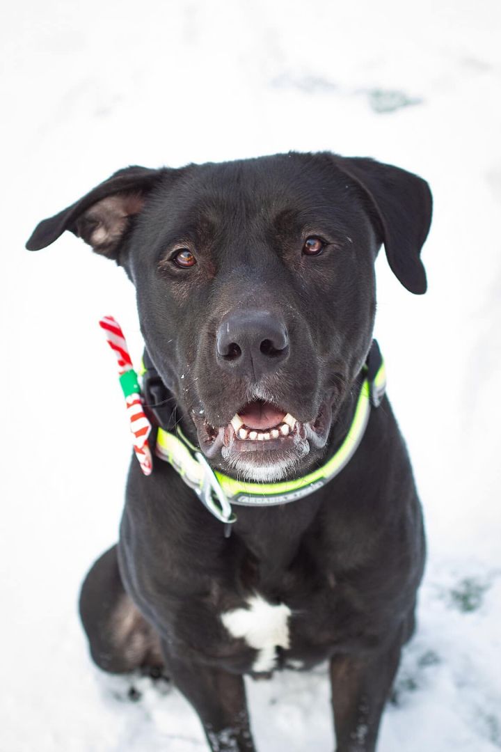 Tormond, an adoptable Pit Bull Terrier Mix in Eagle, ID_image-1