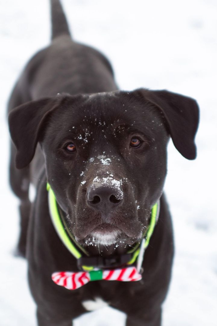 Tormond, an adopted Pit Bull Terrier Mix in Eagle, ID_image-4