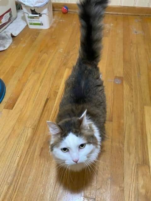 Floof, an adoptable Domestic Long Hair in Erie, PA_image-2
