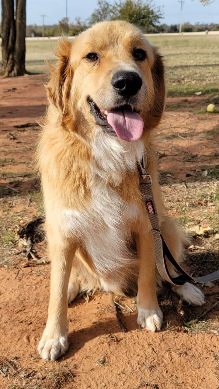 Beasley, an adopted Golden Retriever in Kiowa, OK_image-5