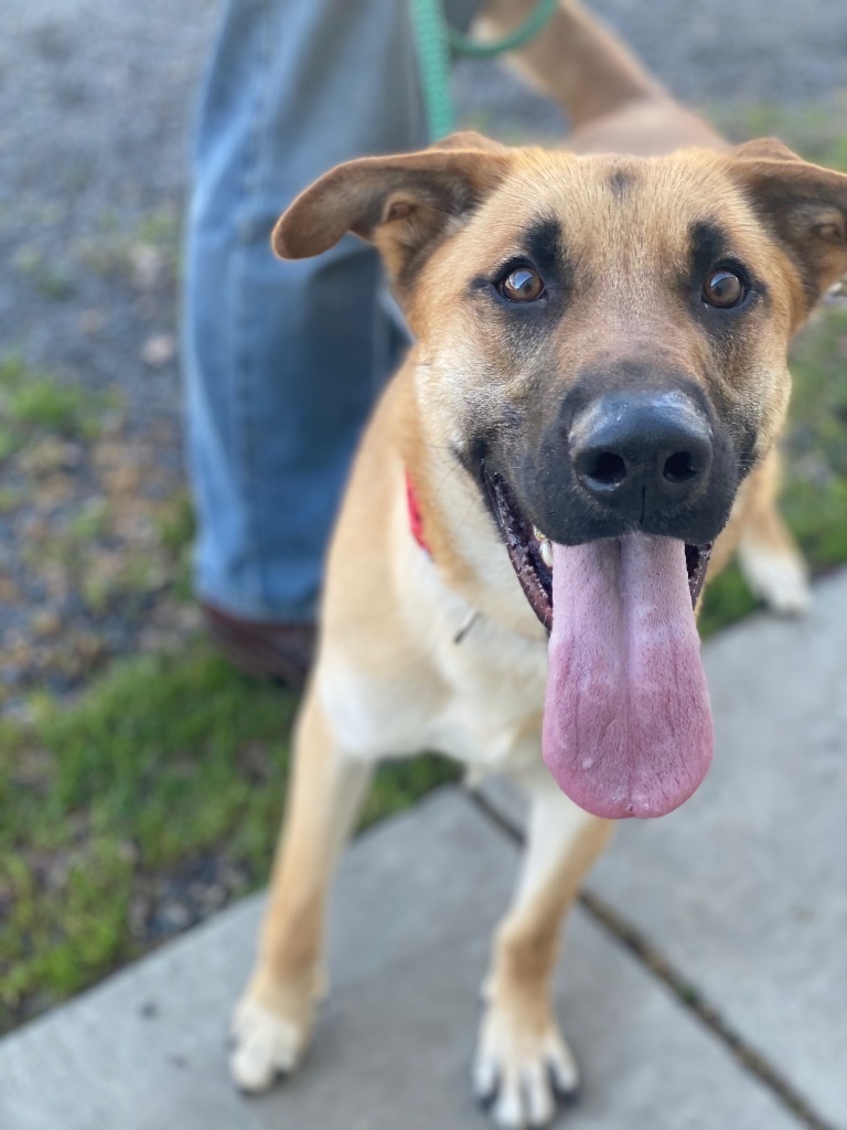 Kai, an adoptable Shepherd, Belgian Shepherd / Malinois in Chico, CA, 95928 | Photo Image 1