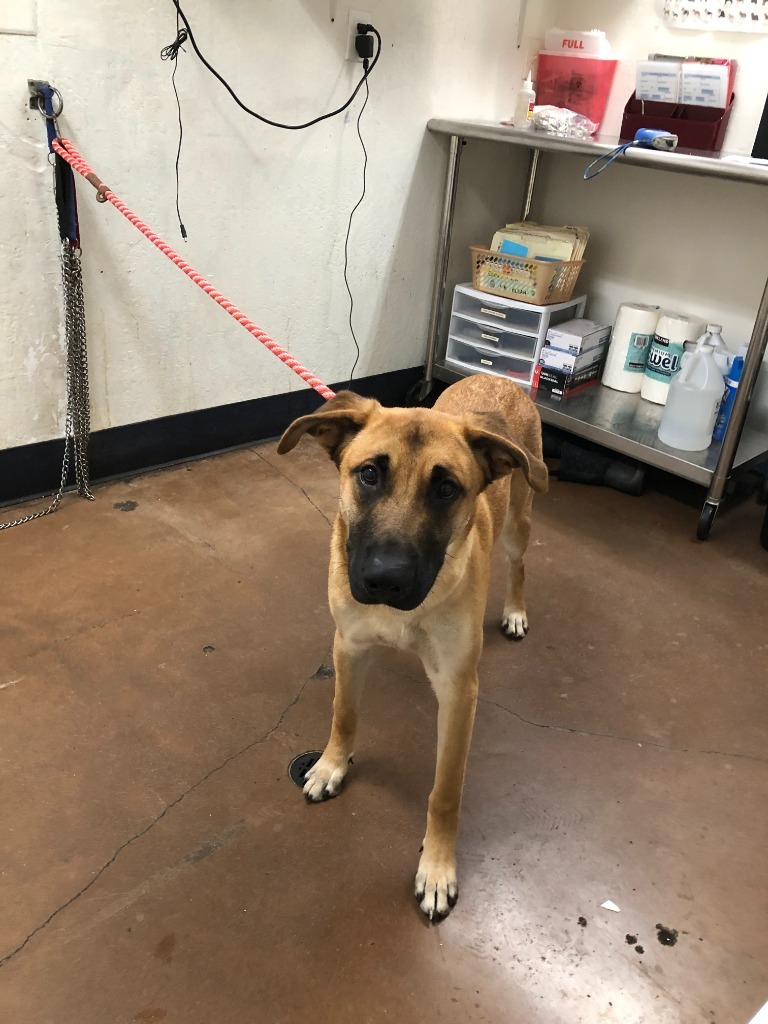 Kai, an adoptable Shepherd, Belgian Shepherd / Malinois in Chico, CA, 95928 | Photo Image 2