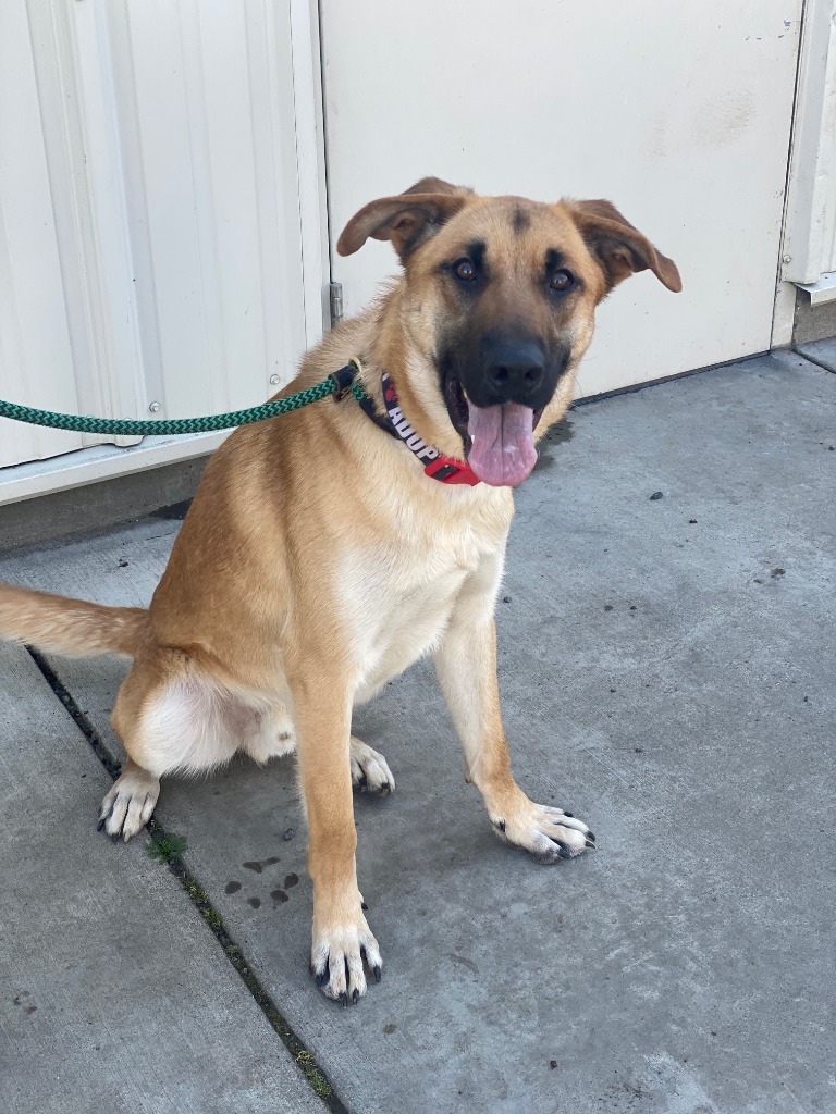 Kai, an adoptable Shepherd, Belgian Shepherd / Malinois in Chico, CA, 95928 | Photo Image 3