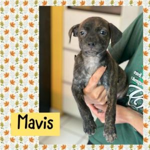 Aguada6_Myka_Mavis-F