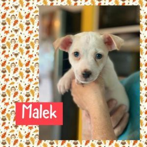 Aguada6_Myka_Malek-M