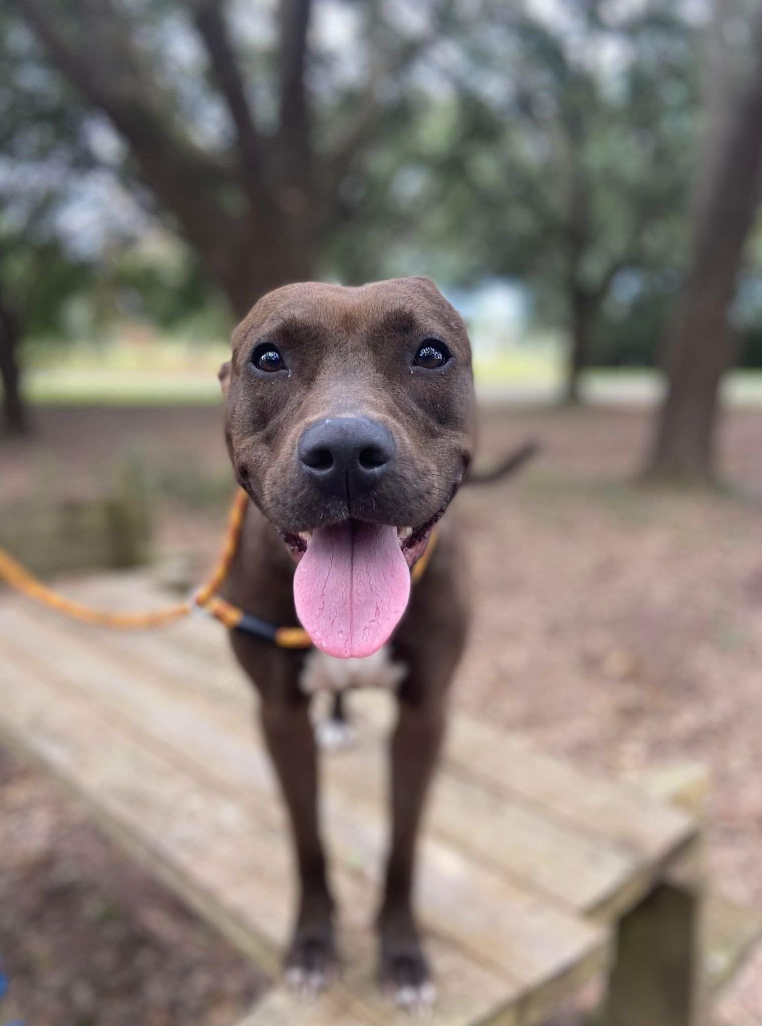 Blueberry (AKA Jenny), an adoptable Pit Bull Terrier in Mobile, AL, 36685 | Photo Image 2