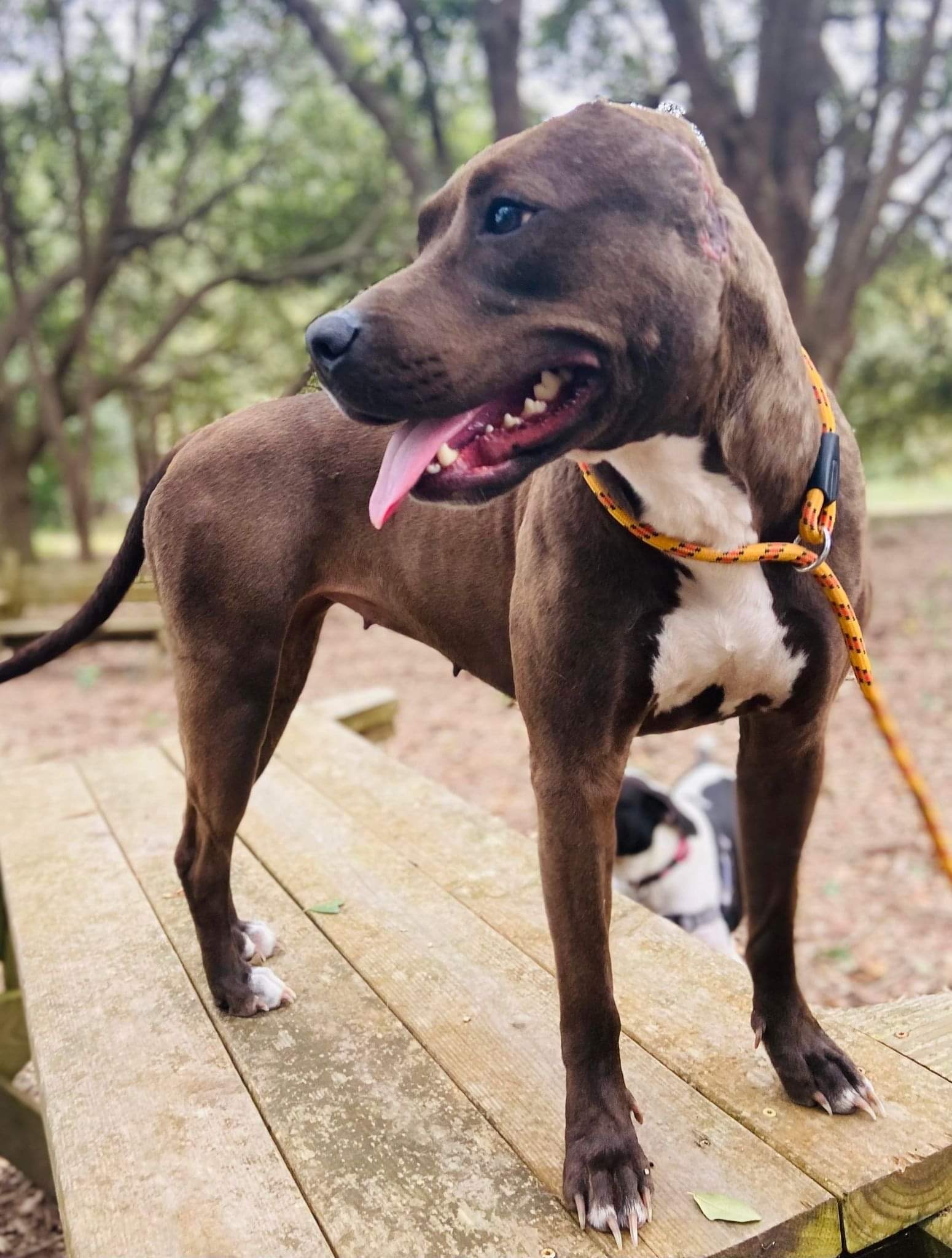 Blueberry (AKA Jenny), an adoptable Pit Bull Terrier in Mobile, AL, 36685 | Photo Image 3