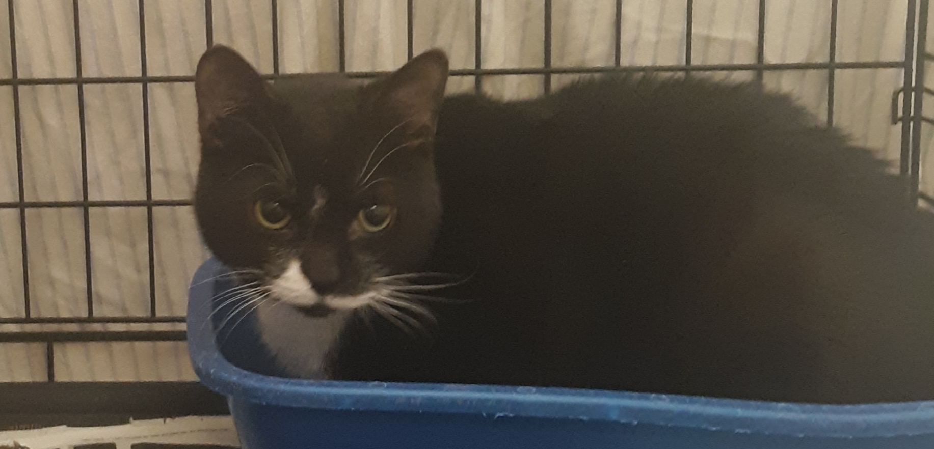 Lilac, an adoptable Domestic Medium Hair in Muncie, IN, 47303 | Photo Image 1