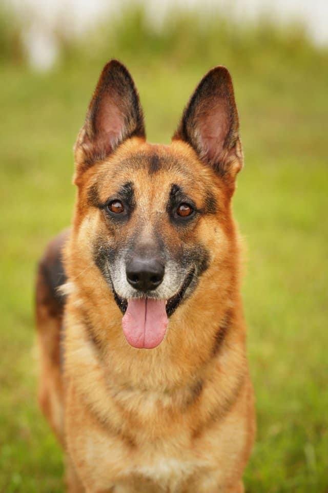 Maxfield 2313, an adoptable German Shepherd Dog in Stephens City, VA, 22655 | Photo Image 1