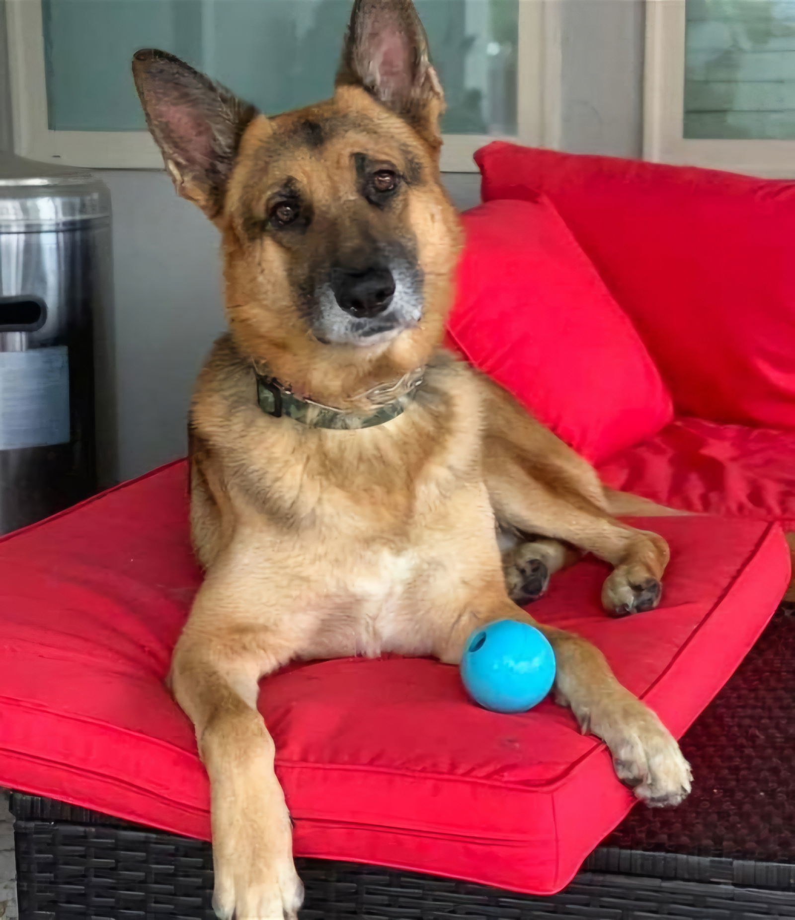 Maxfield 2313, an adoptable German Shepherd Dog in Stephens City, VA, 22655 | Photo Image 1