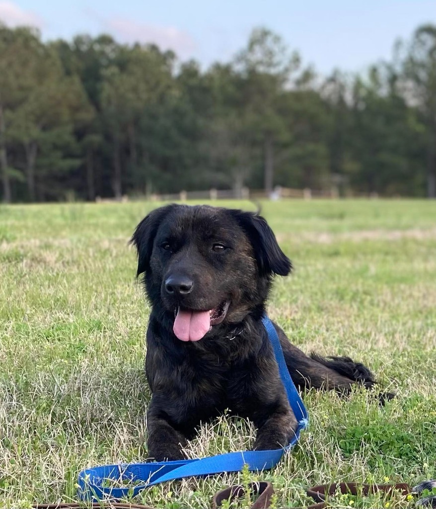 Finn, an adoptable Shepherd, Retriever in Macon, GA, 31210 | Photo Image 1