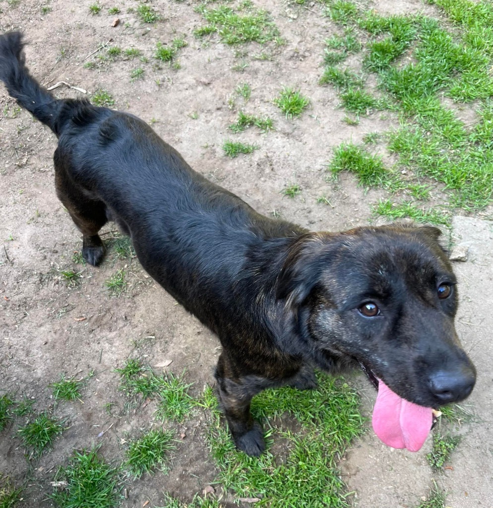 Finn, an adoptable Shepherd, Retriever in Macon, GA, 31210 | Photo Image 2