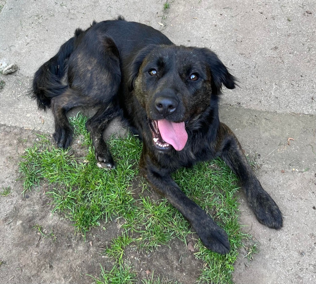 Finn, an adoptable Shepherd, Retriever in Macon, GA, 31210 | Photo Image 3