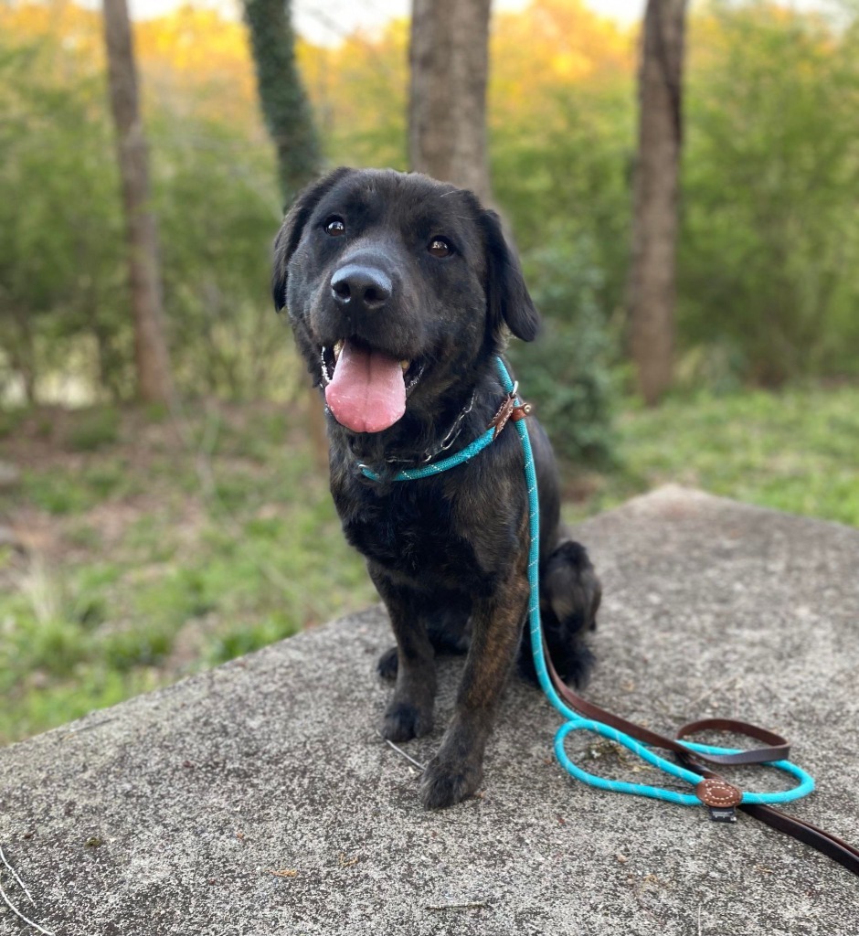 Finn, an adoptable Shepherd, Retriever in Macon, GA, 31210 | Photo Image 4