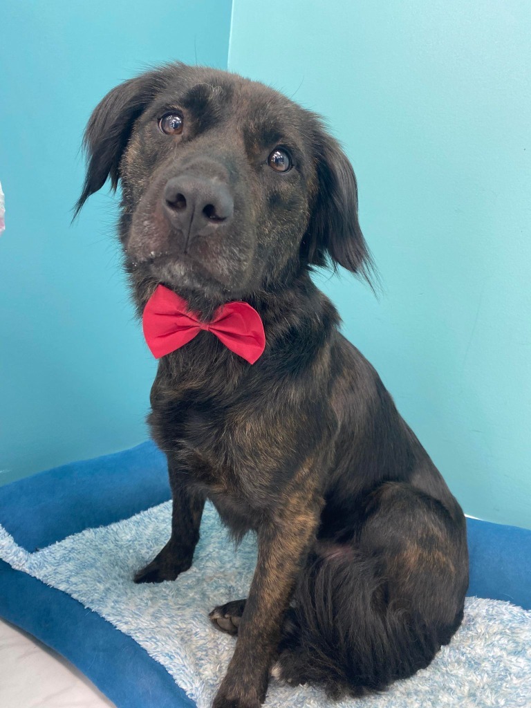 Finn, an adoptable Shepherd, Retriever in Macon, GA, 31210 | Photo Image 5