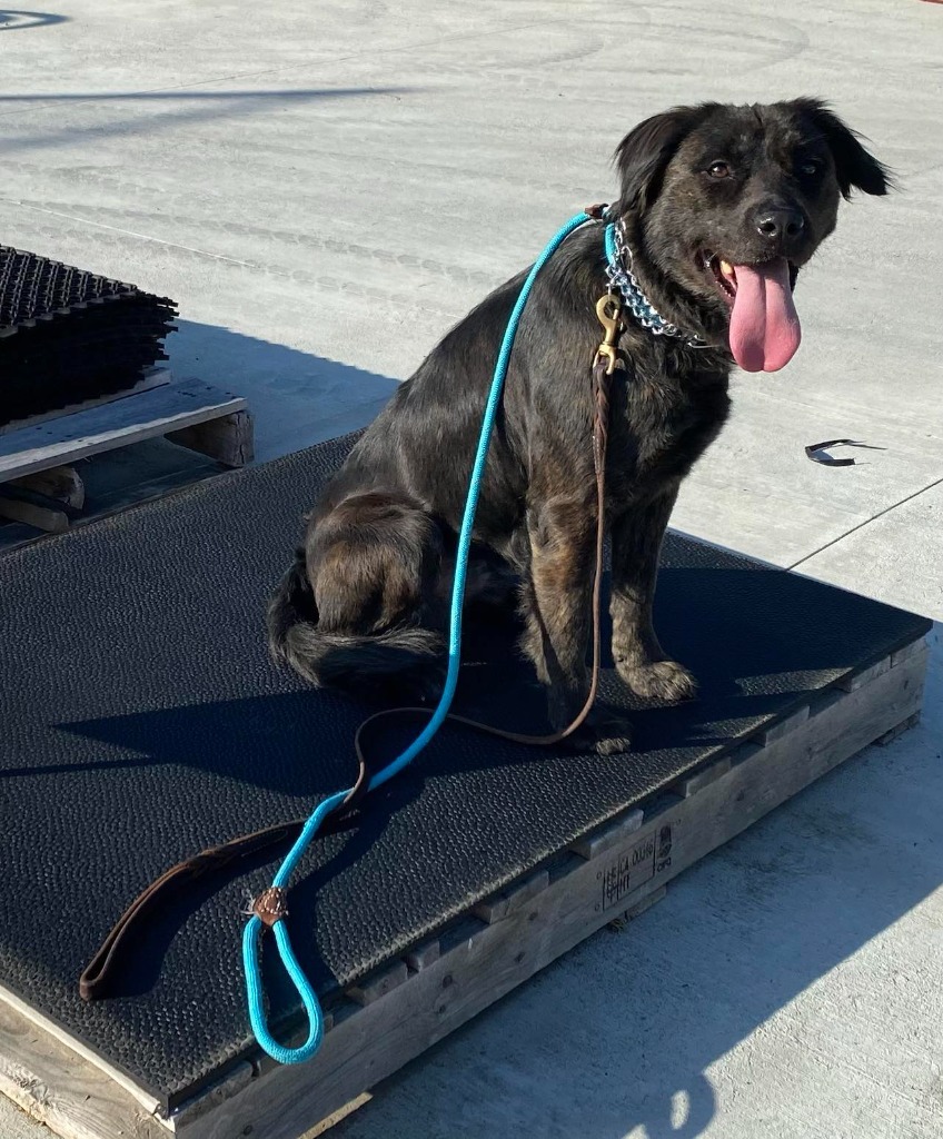 Finn, an adoptable Shepherd, Retriever in Macon, GA, 31210 | Photo Image 6