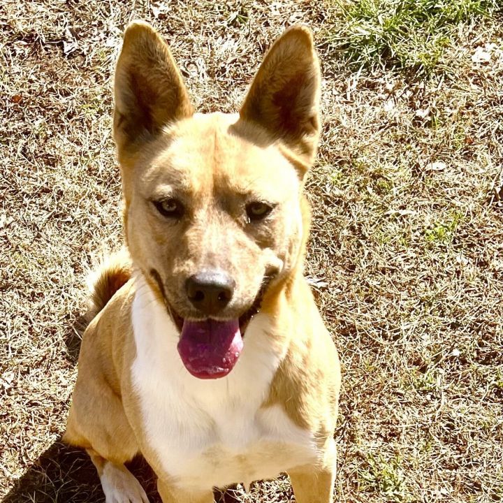 Basenji mixed store with german shepherd