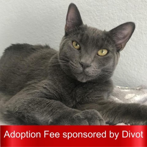 Luna, an adoptable Domestic Short Hair in Pleasant Hill, CA, 94523 | Photo Image 1