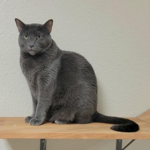 Luna, an adoptable Domestic Short Hair in Pleasant Hill, CA, 94523 | Photo Image 1