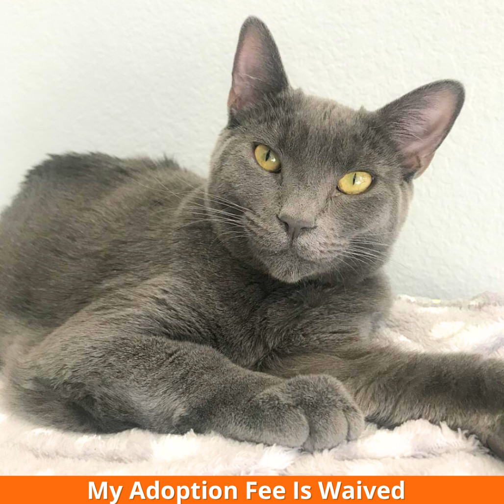 Luna, an adoptable Domestic Short Hair in Pleasant Hill, CA, 94523 | Photo Image 1