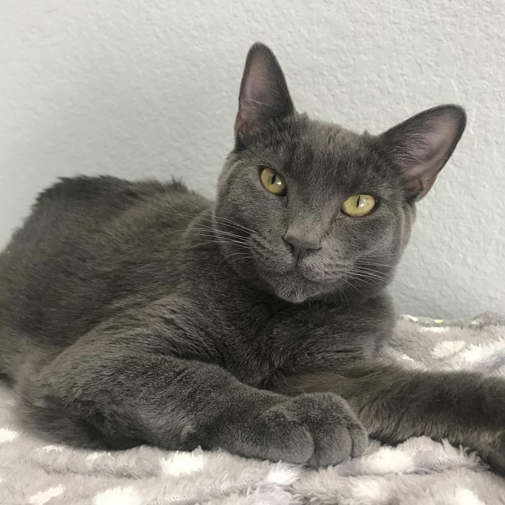 Luna, an adoptable Domestic Short Hair in Pleasant Hill, CA, 94523 | Photo Image 1