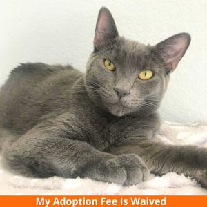 Luna, Adult Female Domestic Short Hair