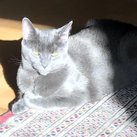 Luna, an adoptable Domestic Short Hair in Pleasant Hill, CA, 94523 | Photo Image 2