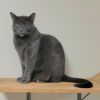 Luna photo 2