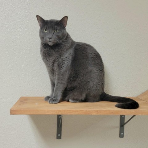 Luna, an adoptable Domestic Short Hair in Pleasant Hill, CA, 94523 | Photo Image 3