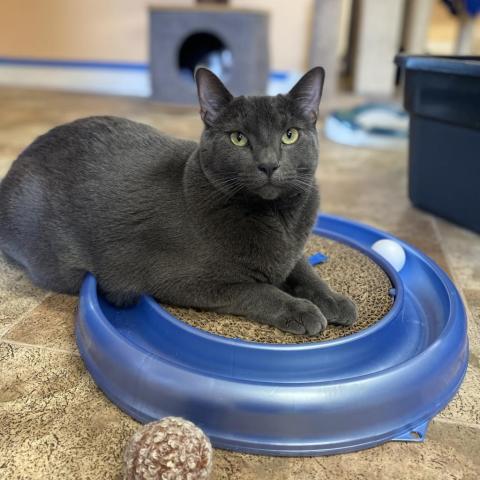 Luna, an adoptable Domestic Short Hair in Pleasant Hill, CA, 94523 | Photo Image 4