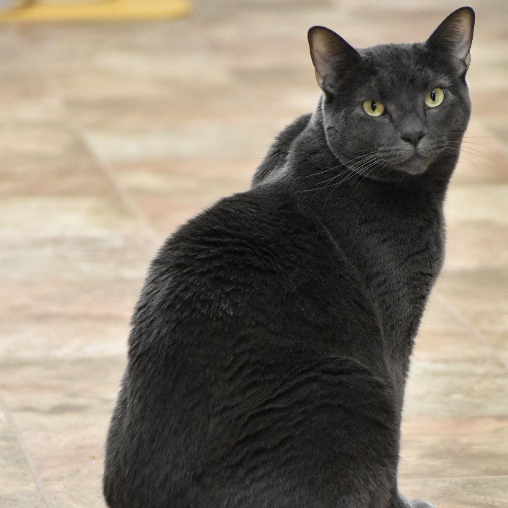 Luna, an adoptable Domestic Short Hair in Pleasant Hill, CA, 94523 | Photo Image 4