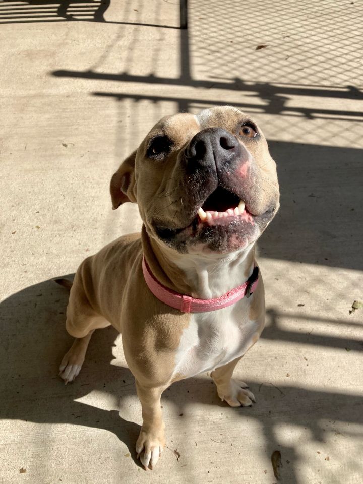 Marlie, an adoptable Pit Bull Terrier in Uvalde, TX_image-2