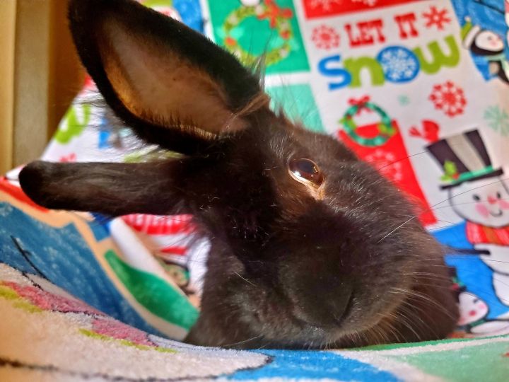 Coltrane, an adopted Bunny Rabbit & Lionhead Mix in Albuquerque, NM_image-1