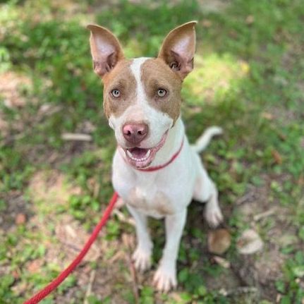 Trigger, an adoptable Mixed Breed in Horn Lake, MS, 38637 | Photo Image 3