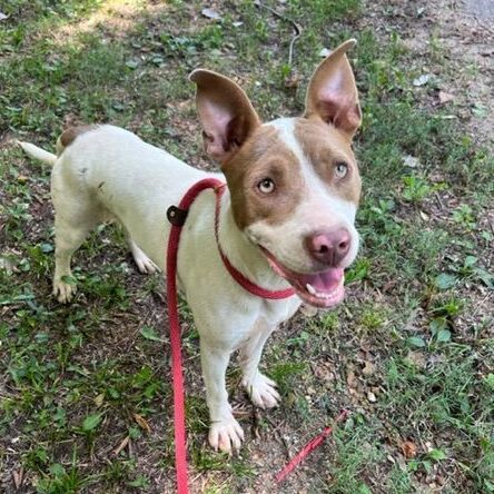 Trigger, an adoptable Mixed Breed in Horn Lake, MS, 38637 | Photo Image 6