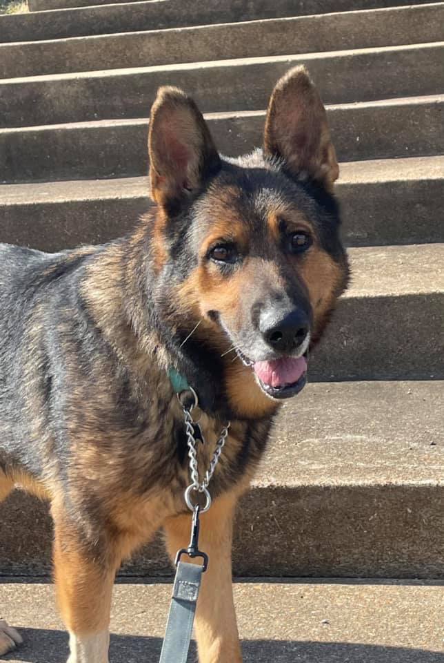 Dog For Adoption Toothless A German Shepherd Dog In Chesterfield Mo Petfinder