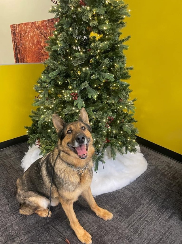 Dog For Adoption Toothless A German Shepherd Dog In Chesterfield Mo Petfinder