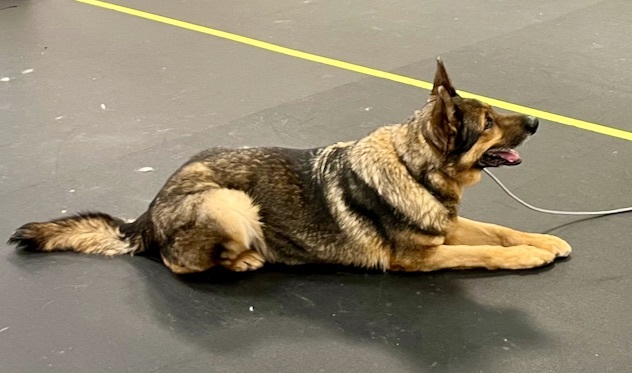 Dog For Adoption Toothless A German Shepherd Dog In Chesterfield Mo Petfinder