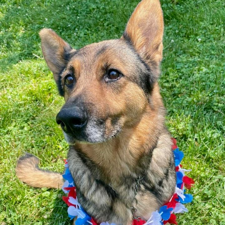 Toothless, an adoptable German Shepherd Dog in Chesterfield, MO_image-6