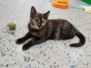 Cats For Adoption Near Norwich Ct Petfinder