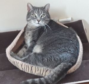 Cats For Adoption Near Colebrook Nh Petfinder