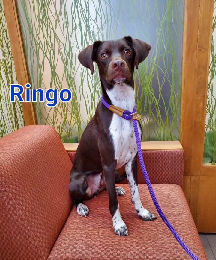 Ringo, an adopted German Shorthaired Pointer & Pointer Mix in Naperville, IL_image-1