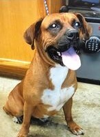 Elliot, an adopted Boxer Mix in Clear Lake, IA_image-2