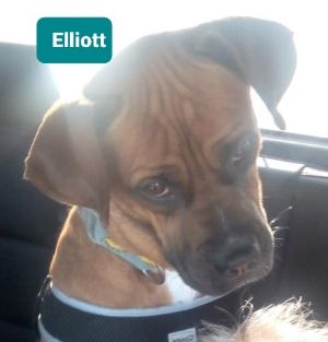 Elliot