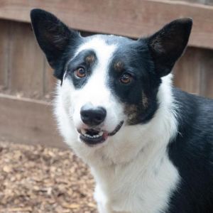JUNIOR bonded to DINGO
