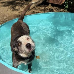 DINGO bonded to JUNIOR