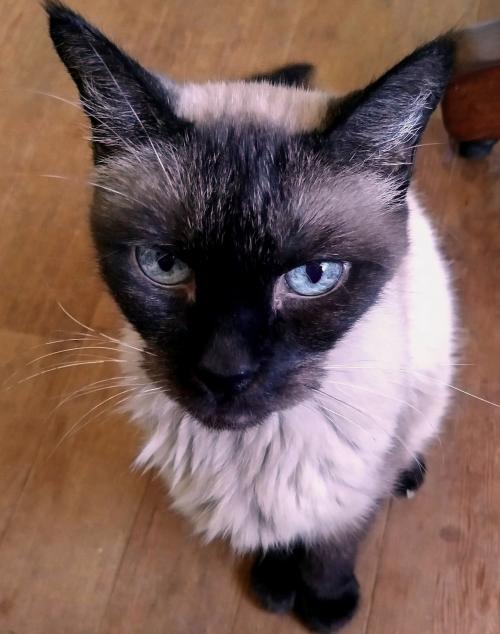 Prudence, an adoptable Domestic Short Hair & Siamese Mix in Springfield, OR_image-1