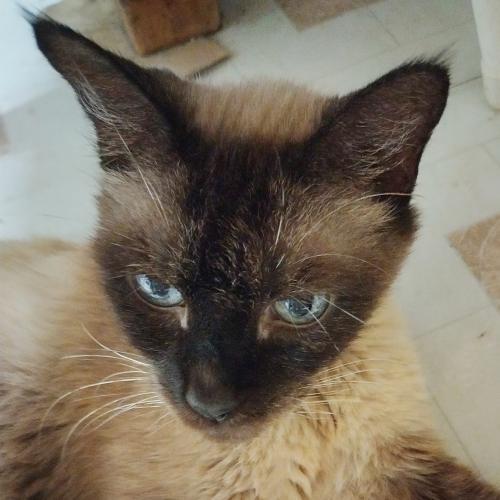 Prudence, an adoptable Domestic Short Hair & Siamese Mix in Springfield, OR_image-2