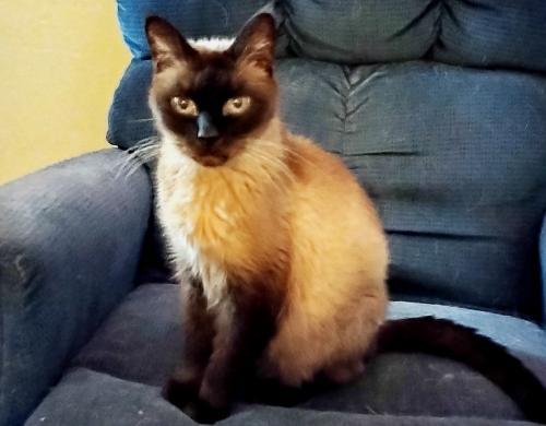 Prudence, an adoptable Domestic Short Hair & Siamese Mix in Springfield, OR_image-3